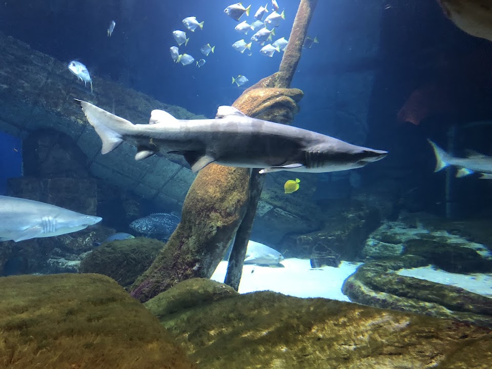 Long Island Aquarium