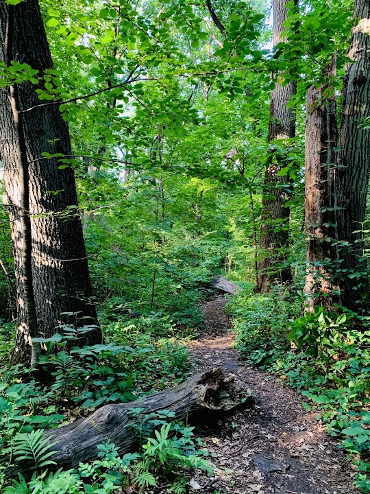 Cunningham Mountain Biking Trails