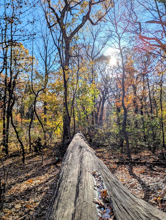 Forest Park forest trails